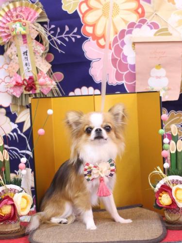 20240126プリューくん